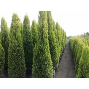 Cupressus Macrocarpa Goldcrest
