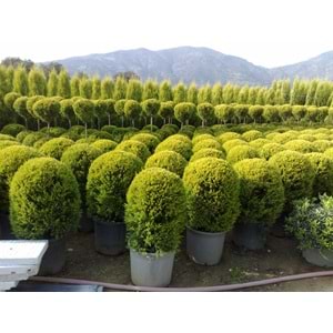 Cupressus Macrocarpa Goldcrest