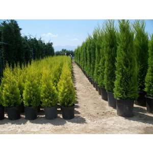 Cupressus Macrocarpa Goldcrest