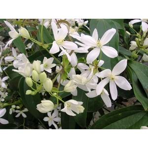 Clematis armandii
