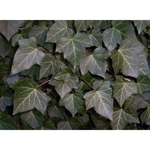 Hedera helix