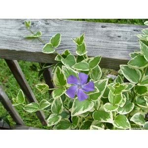 Vinca major 'variegata'