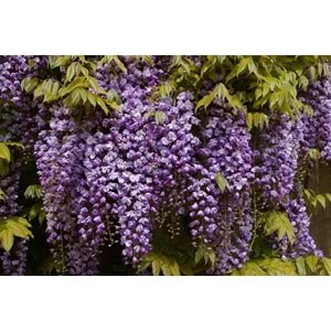 Wisteria floribunda