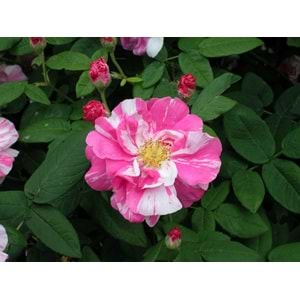Rosa dot