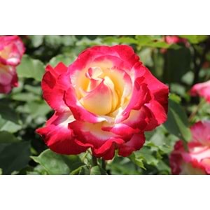 Rosa double delight