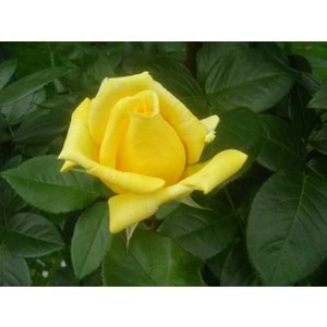 Rosa landora