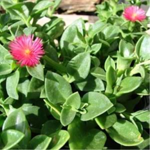 Aptenia lancifolia (Buz çiçeği kasa 48 adet li)