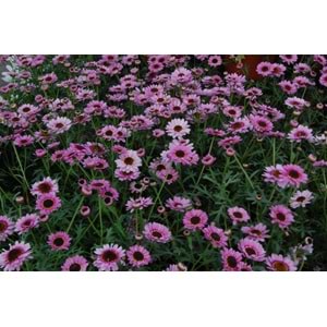 Argyranthemum pink