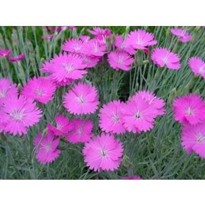 Dianthus