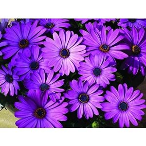 Osteospermum lavender (Bodrum papatyası mor)