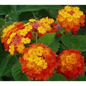 Lantana