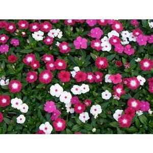 Vinca