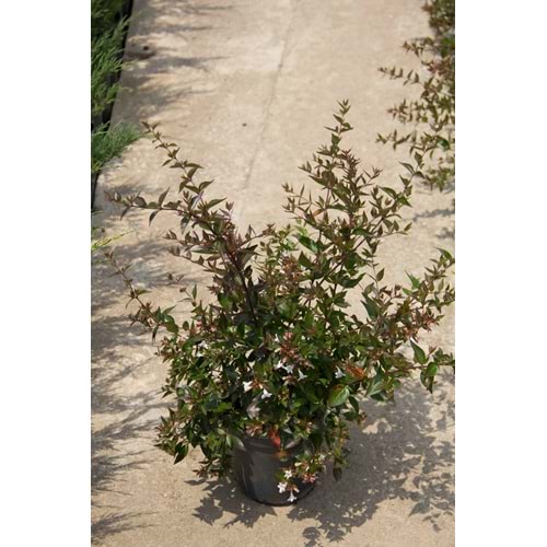 Abelia x grandiflora 3lt