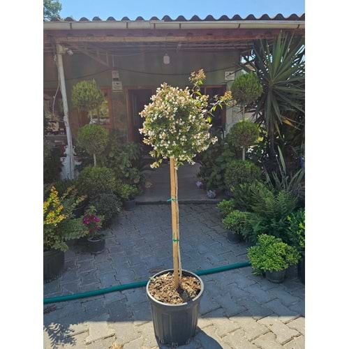 Abelia x grandiflora Tijli Baston Form