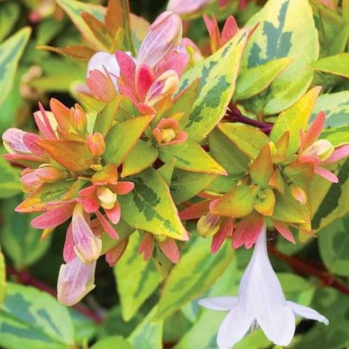 Abelia x grandiflora ‘Kaliedoscope’