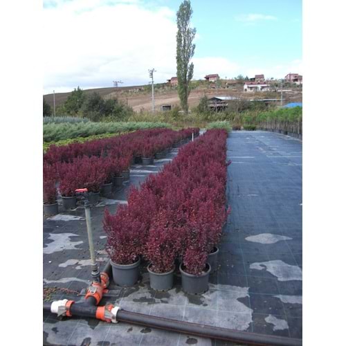 Berberis thunbergii
