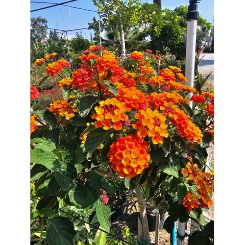 Mİne Çiçeği (Lantana camara,) 10LT