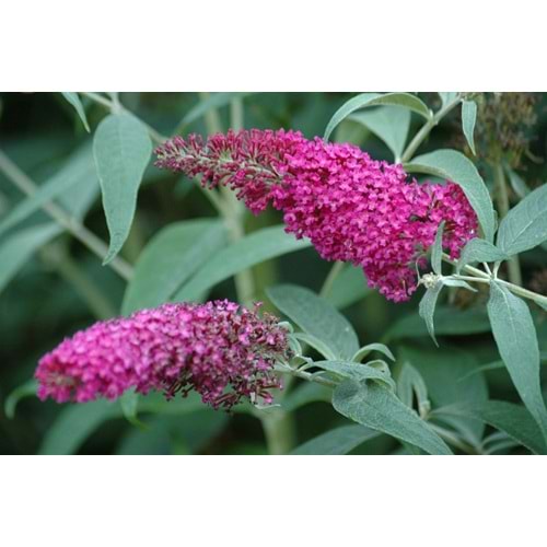 Buddleia davidii ( Kelebek Çalısı)
