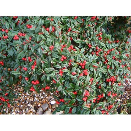 Cotoneaster salicifolius