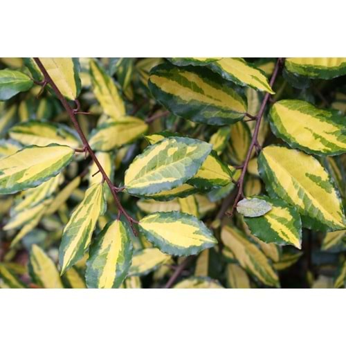Elaeagnus pungens