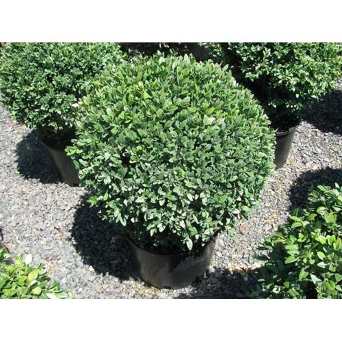 Buxus faulkner (Top Şimşir) 40*60