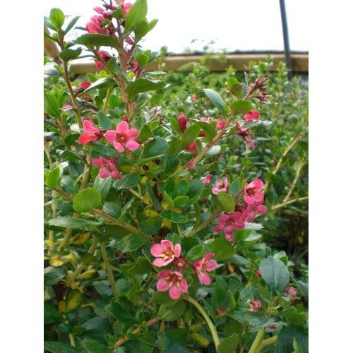 Escallonia donard radiance