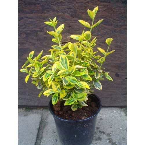 Euonymus fortunei ‘Emerald Gold’ (Taflan)