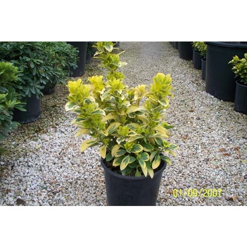 Euonymus japonica aurea