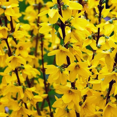 Forsythia x intermedia