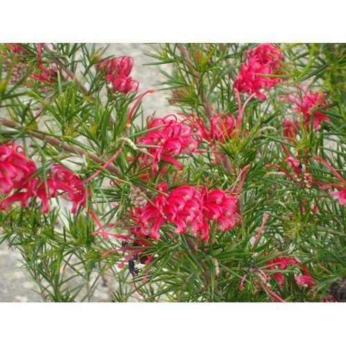 Grevillea rosmarinifolia