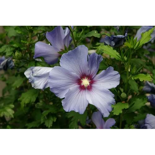 Hibiscus syriacus