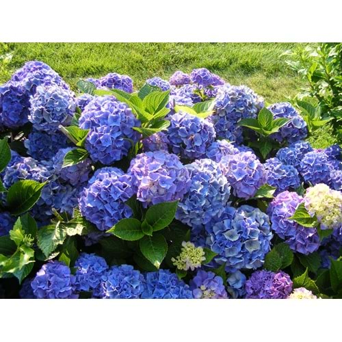 Hydrangea hortensis (Ortanca)