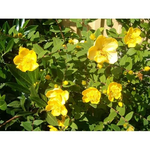 Hypericum hookerianum 'Hidcote'
