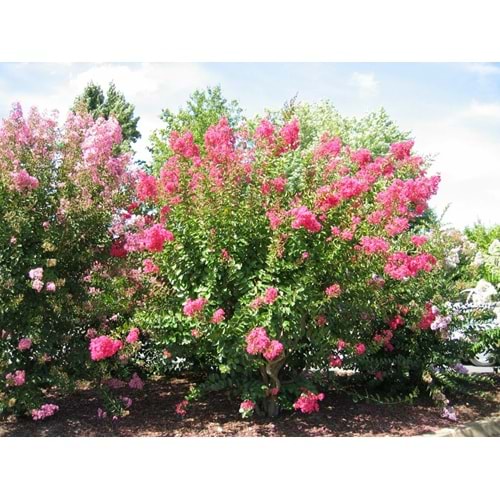 Lagerstroemia indıca