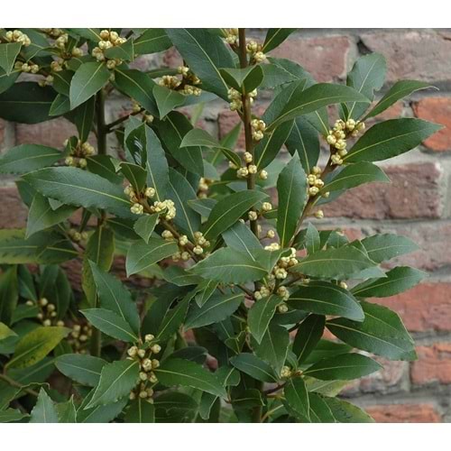 Laurus nobilis