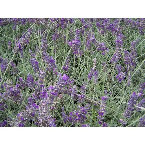 Lavandula angustifolia officinalis