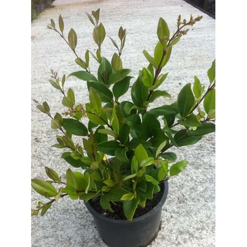 Ligustrum japonicum