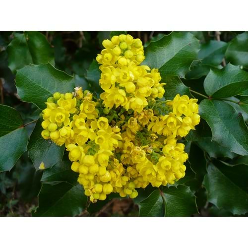 Mahonia aquifolium