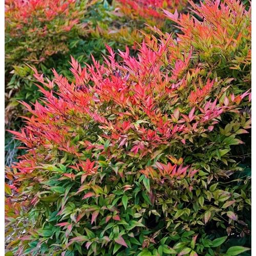 Nandina domestica