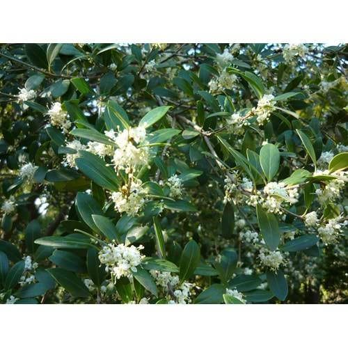 Osmanthus heterophyllus