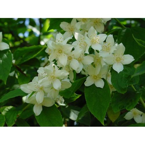 Philadelphus coronarius