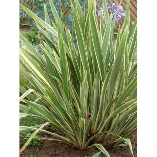 Phormium tenax variegatum