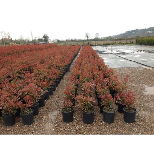 Photinia serrulata' Red Robin'