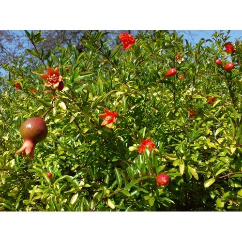 Punica granatum