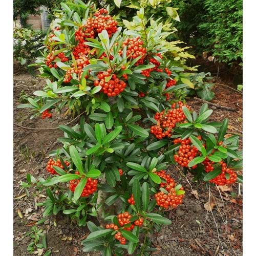 Pyracantha orange glow