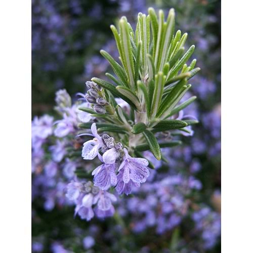 Rosmarinus officinalis