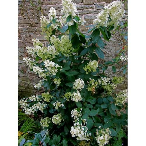 Spirea arguta