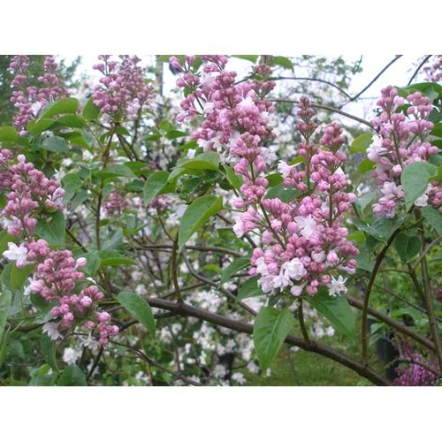 Syringa vulgaris