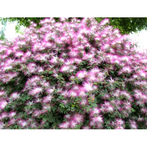 Calliandra Pink Poodle