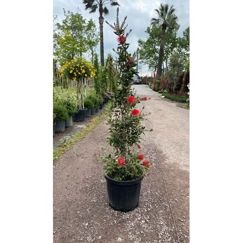 Callistemon leavis (Şişe fırçası çalısı) Piramit